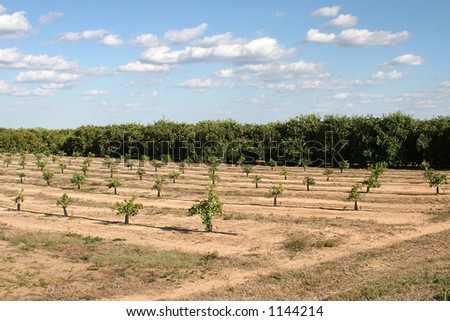 A Florida orange grove with mature trees and new trees sprouting up.