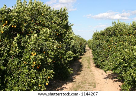 A path through a florida orange grove with ripe oranges on the trees.
