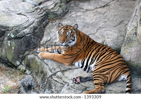 A beautiful tiger resting on rocks.
