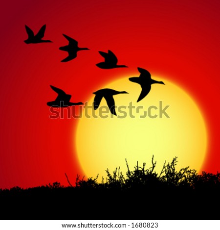 landscape in sunset with silhouette birds