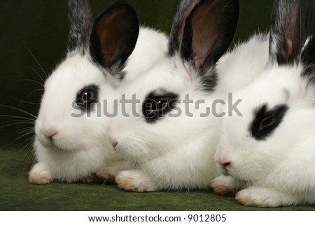 close up portrait of three cute rabbits