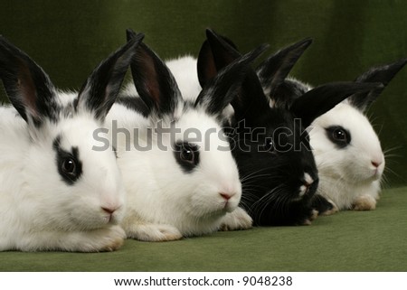 close up portrait of four cute rabbits