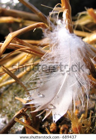 White feather with dew drops. Fallen on dead grass/brush... amongst rocks.