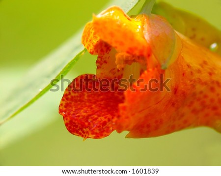Macro of an orange/red flower pod thing.