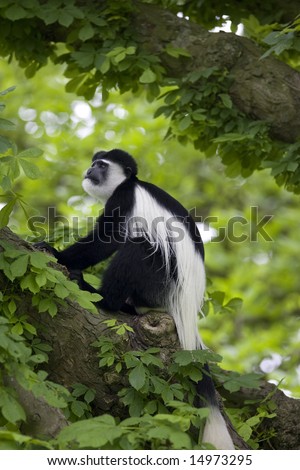 black and white monkey in tree