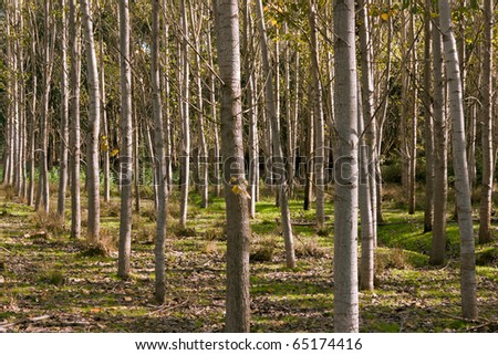 Background of trees and grass and wild vegetation