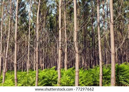 Background of trees and grass and wild vegetation