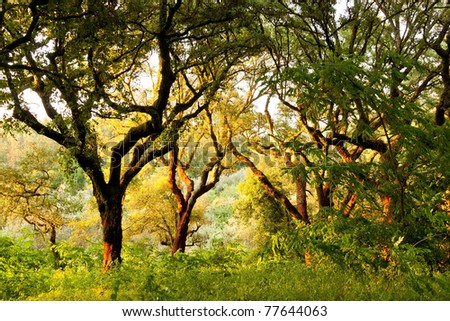 Background of trees and grass and wild vegetation at sunset