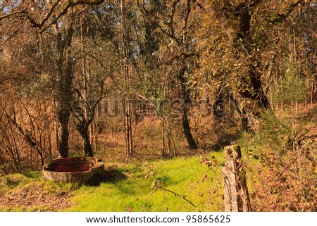 Background of trees and grass and wild vegetation under sunlight