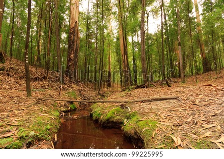 Small water stream through trees and foliage