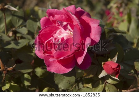 pictures of red roses blooming