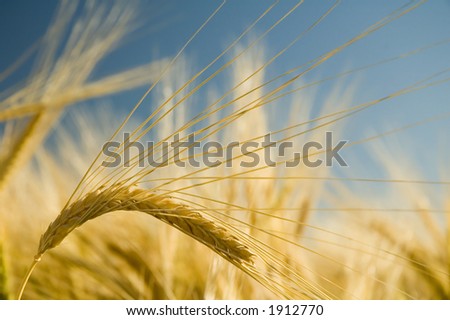 Ripe golden barley stalk.