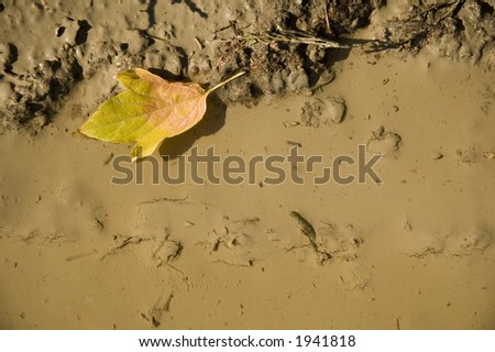 Lone autumn leave in puddle.