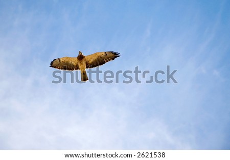 An endangered Peregrine Falcon - or Prairie Falcon - flying high over head.