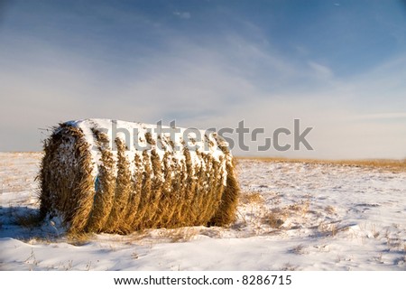 Hay bale covered in snow, in a farmers field.