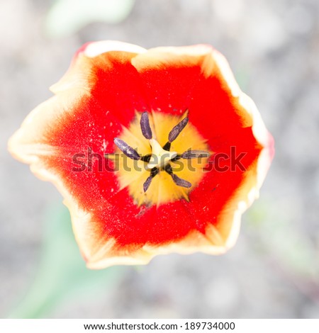 Close up of pink ruffled French parrot tulip with detailed focus of the flower interior and stamen