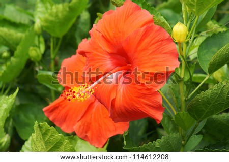 red hibiscus flower(chinese rose)