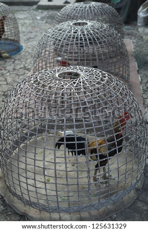 thai fighting cock in cage.