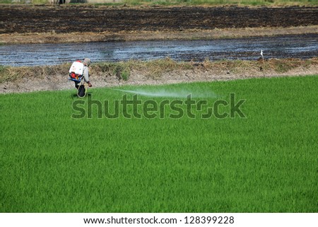 farmer spraying pesticide in rice plantation.