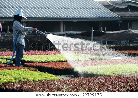 gardener watering a nursery plant.