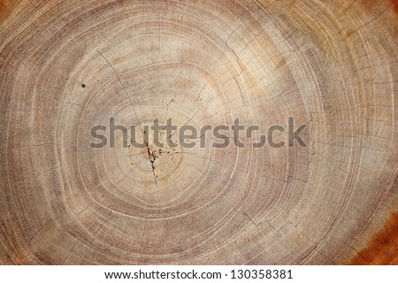 Wood Texture Of Cut Tree Trunk, Close-Up