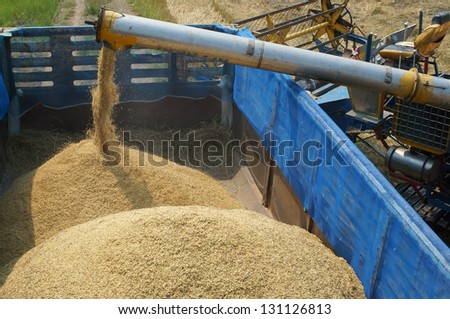 feeding rice grain to truck.