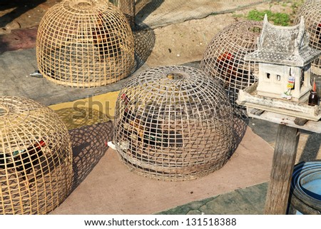 thai fighting cock in tradition bamboo cage.