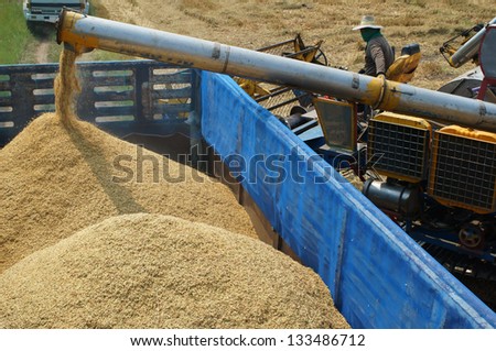 farmer feeding rice grain to truck.