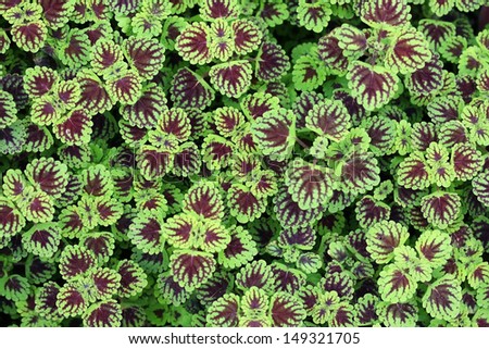 Painted nettle plant texture
