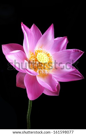 lotus flower isolated on black background