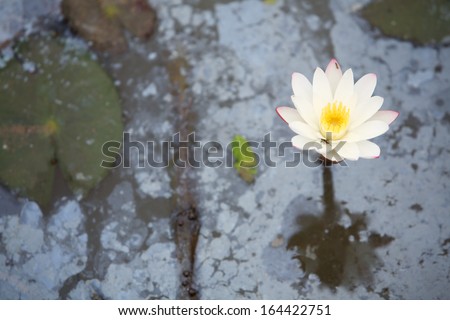 lotus flower in waste water