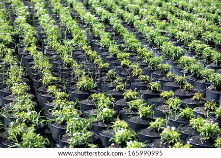 row of nursery plant.