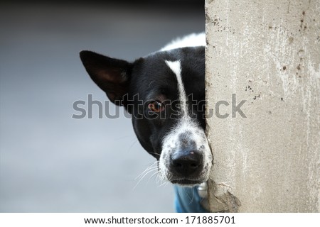 Dog Behind Wall.