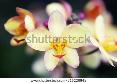 ground orchid flower