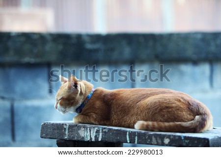 sleeping cat at grunge wall