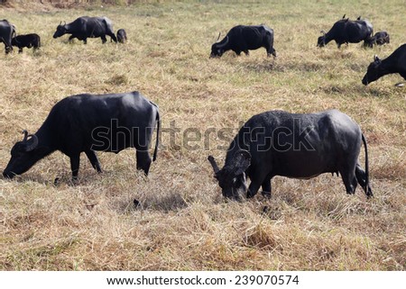 water buffalo eating grass in field