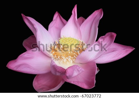 beautiful majestic lotus isolated on black background
