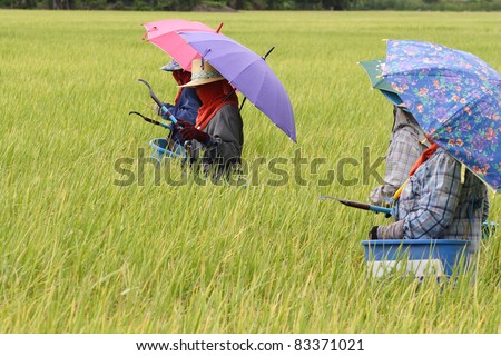 group of farmer working in rice field.