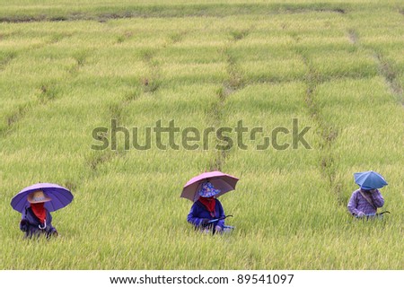 farmer working in paddy field.