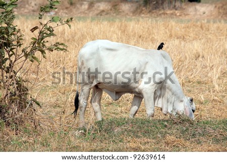 cow eating grass in a field,with black bird on back.