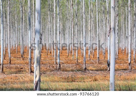 eucalyptus plantation.