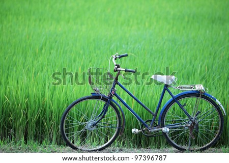old bicycle in paddy field.