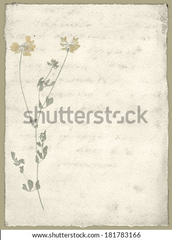 Vintage paper and flower from herbarium