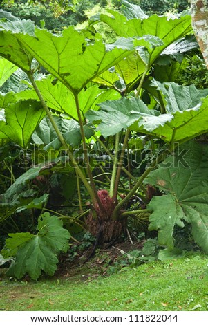 Giant Gunnera