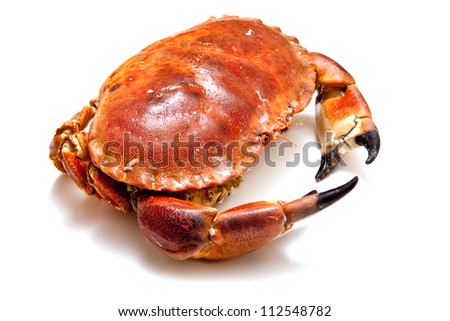 Cooked edible brown crab from the Orkney Isles, isolated on a white studio background.