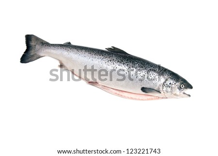 Scottish Atlantic Salmon whole, isolated on a white studio background.