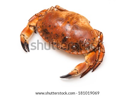 Cooked brown crab isolated on a white studio background.