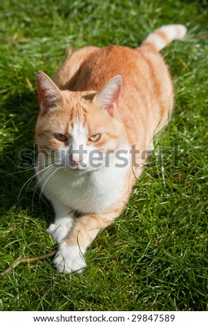 Ginger tom cat outside on the grass