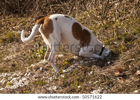 White and tan mongrel farmdog investigating a rabbit hole, Hampshire, England.