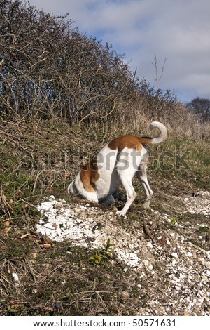 White and tan mongrel farmdog investigating a rabbit hole, Hampshire, England.